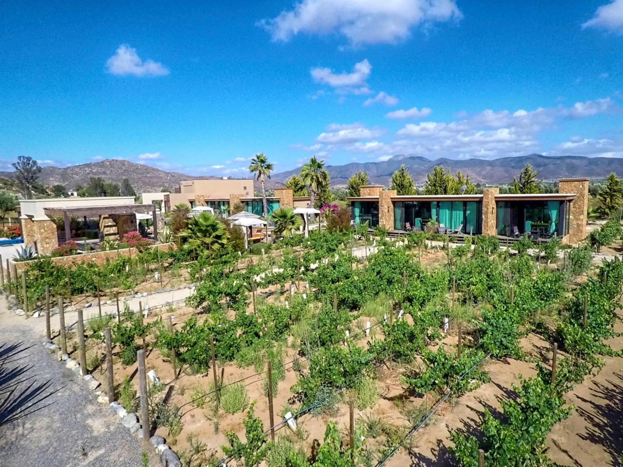 Hotel Boutique Valle De Guadalupe & Spa Phòng bức ảnh